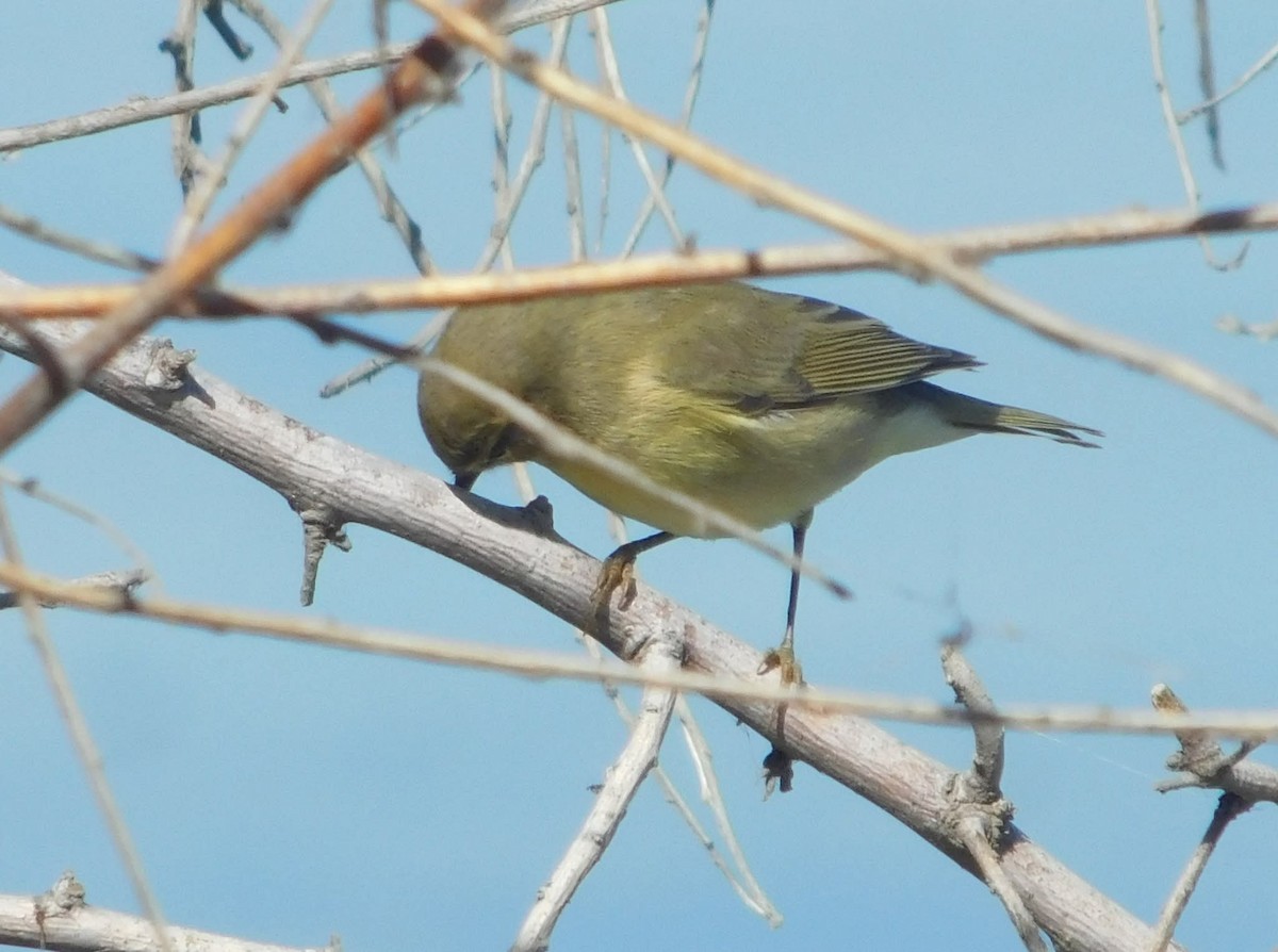 Luì piccolo - ML644522474