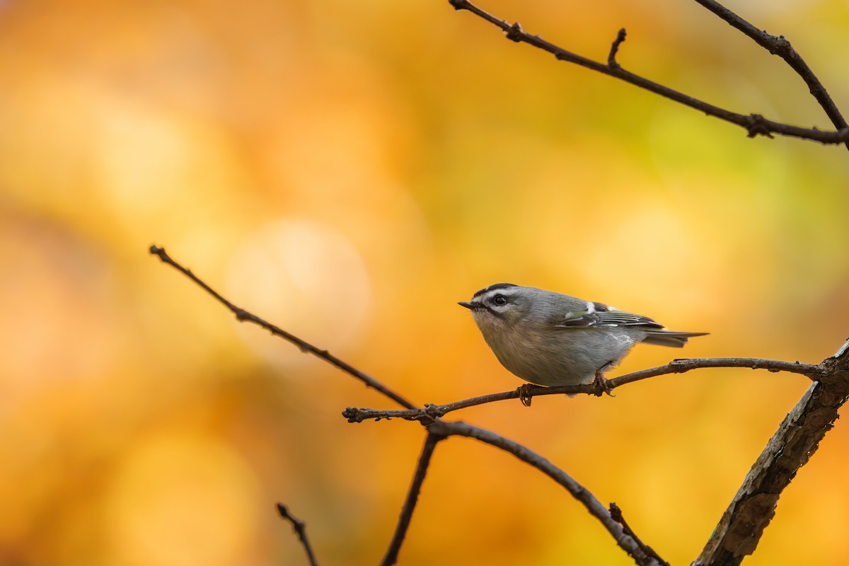 Golden-crowned Kinglet - ML644522476