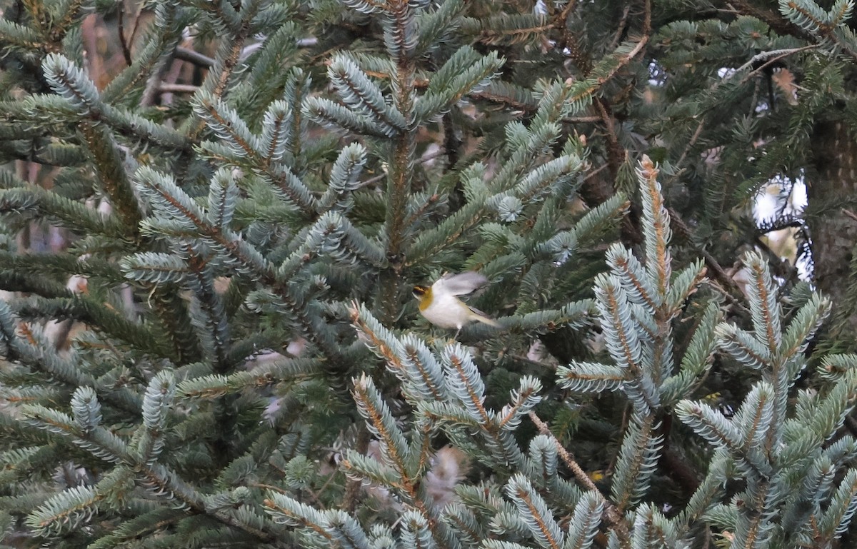 Common Firecrest - ML644522481