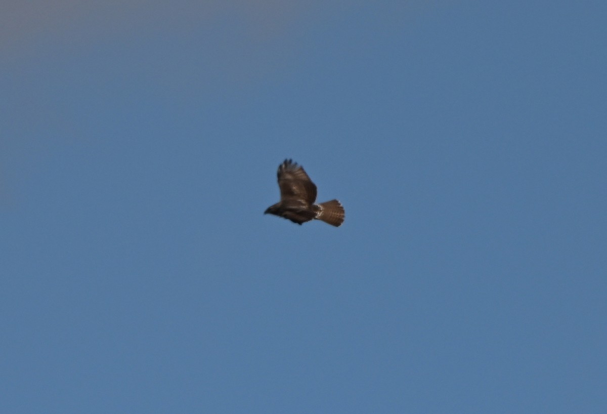 Buse à queue rousse - ML644522495