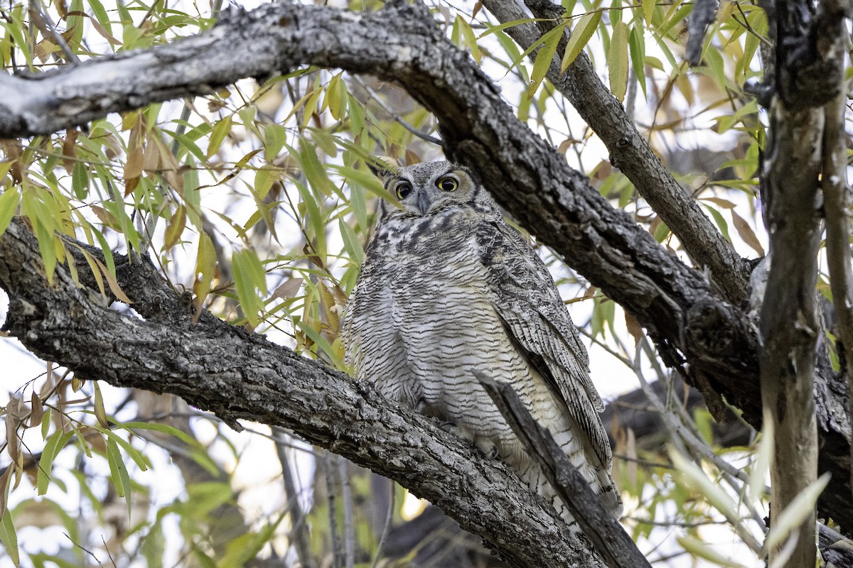 Виргинский филин - ML644522501
