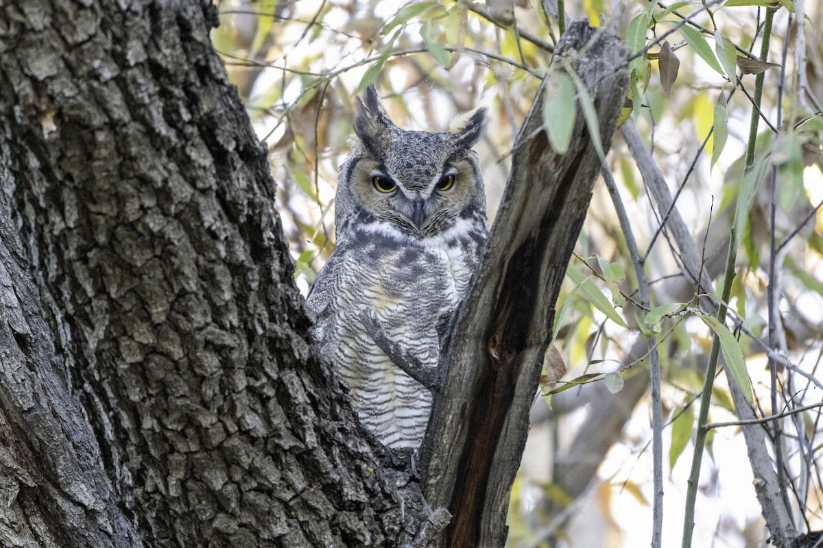 Виргинский филин - ML644522502