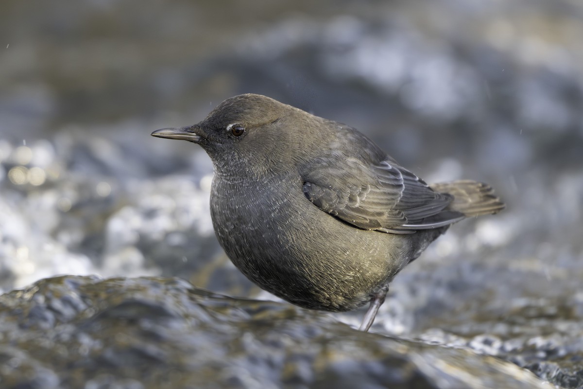 Серая оляпка - ML644522508