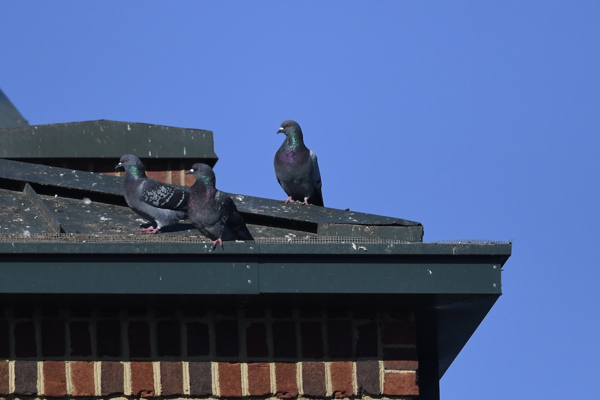 יונת בית - ML644522509