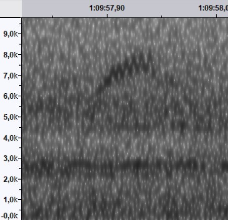 Ovenbird - ML644522515