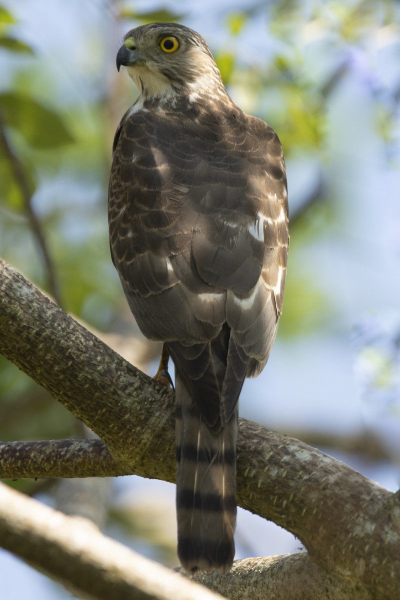 Үүрсээ харцага - ML644522519