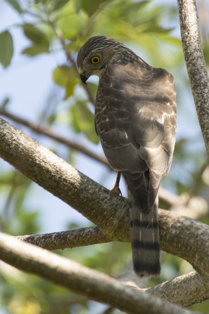 Үүрсээ харцага - ML644522521