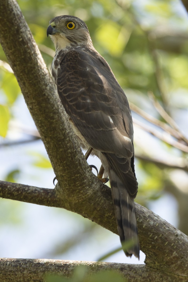 Үүрсээ харцага - ML644522522