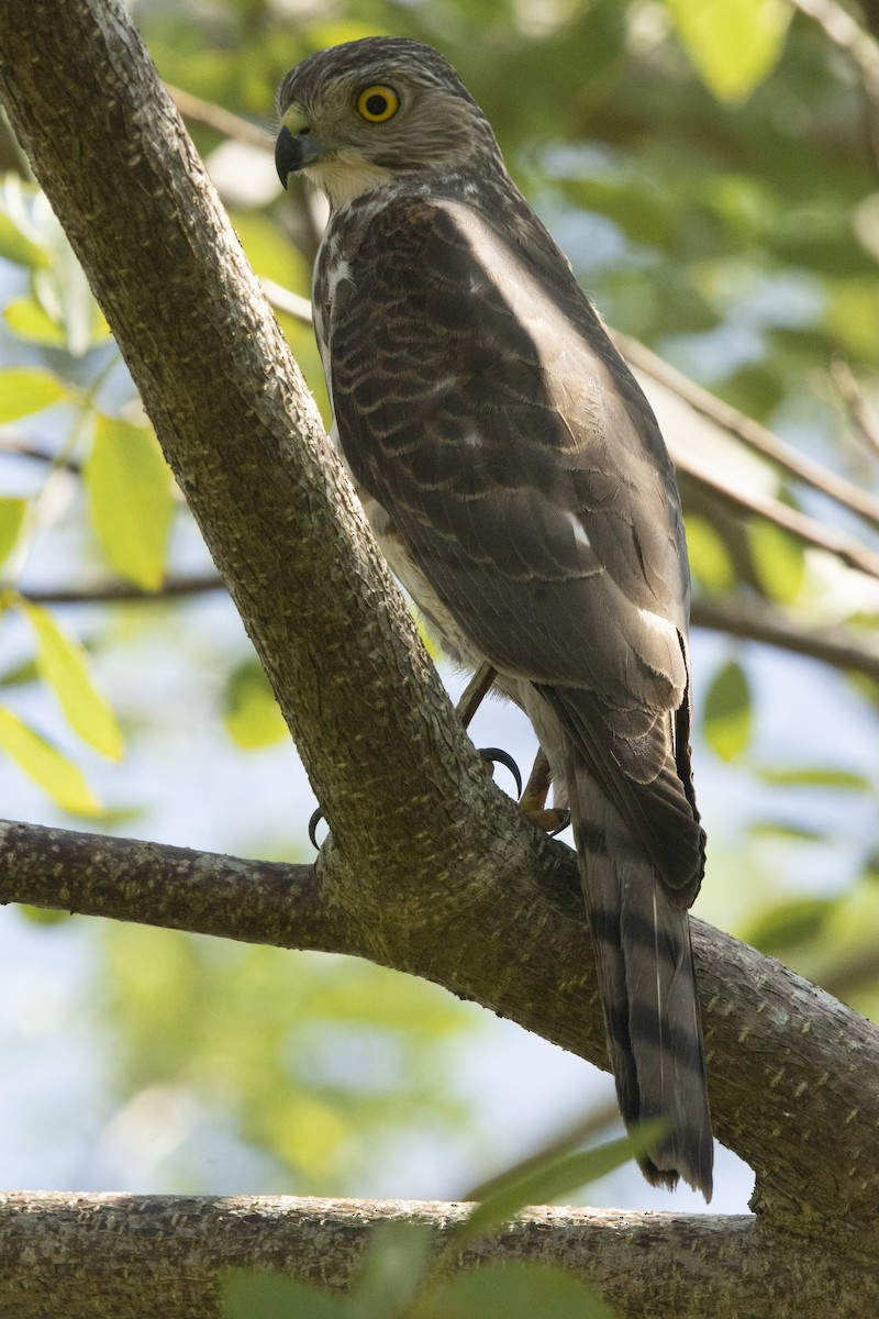 Үүрсээ харцага - ML644522523