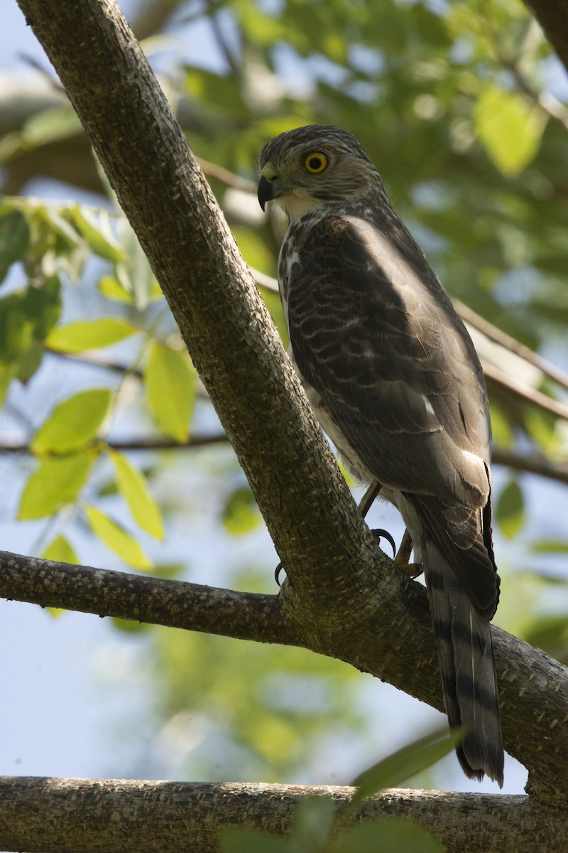 Үүрсээ харцага - ML644522524