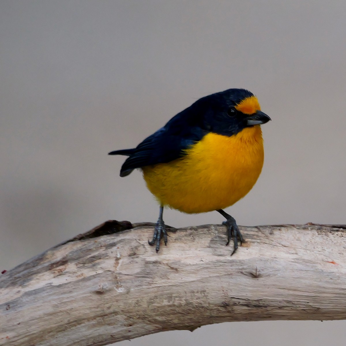 Violaceous Euphonia - ML644522526
