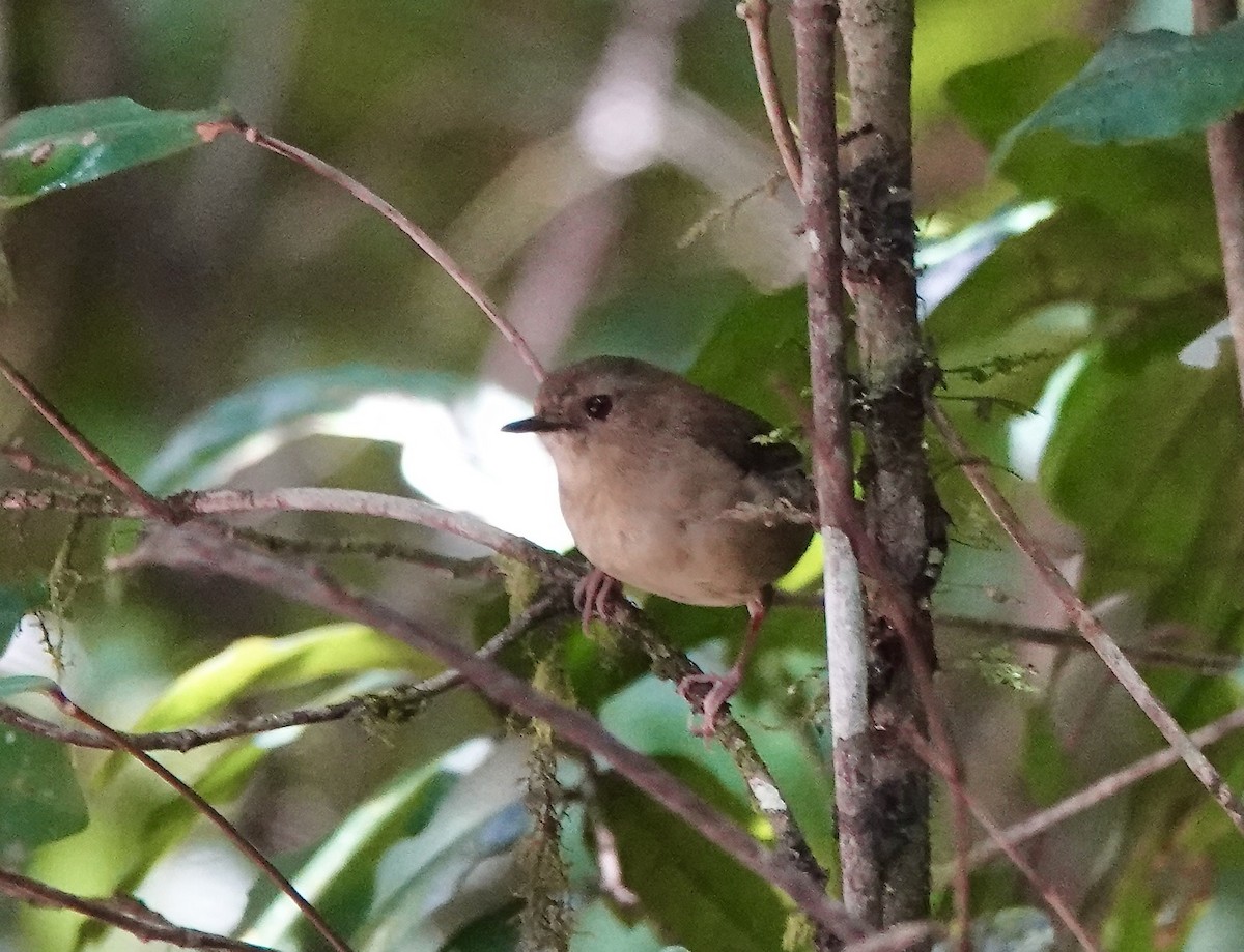 Séricorne de l'Atherton - ML644522527