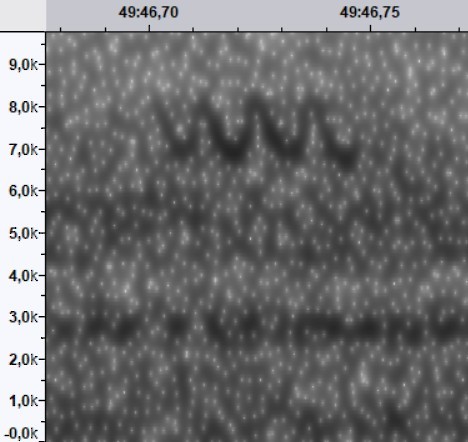 new world warbler sp. - ML644522535
