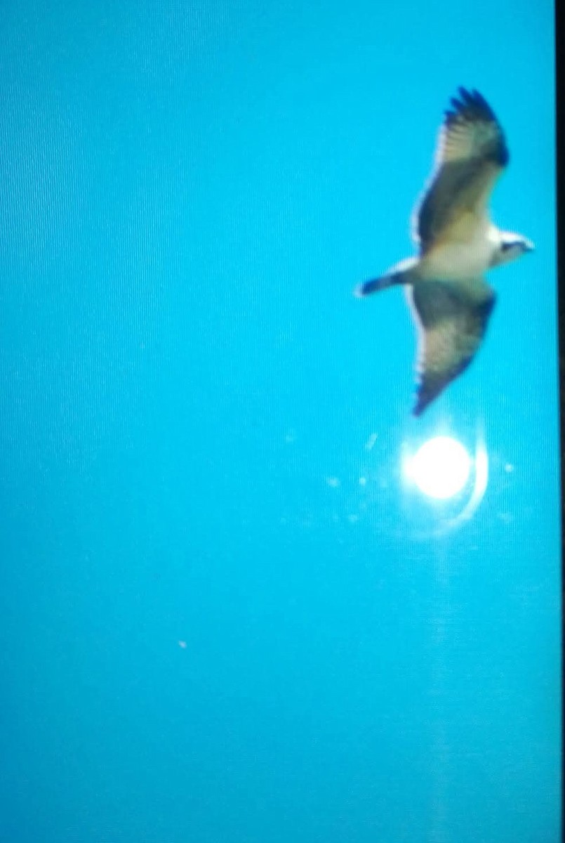 Falco pescatore - ML644522540