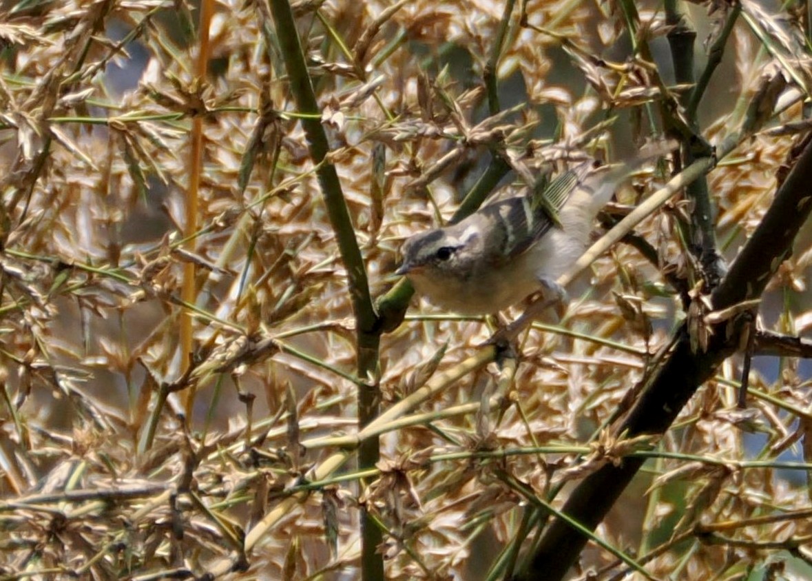 Yellow-browed Warbler - ML644522544