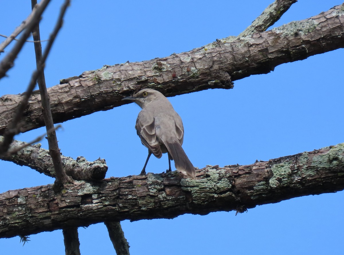 Tropical Mockingbird - ML644522547