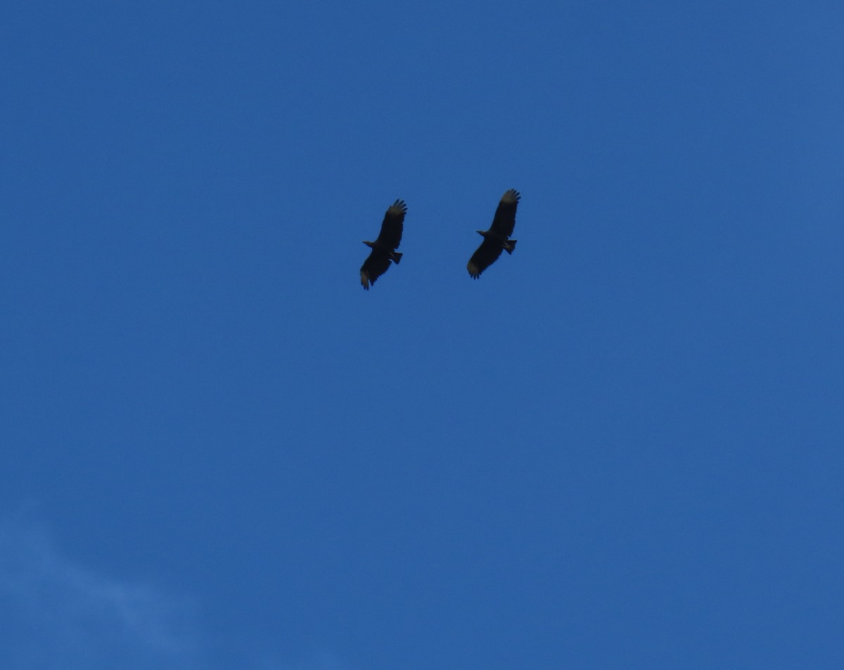 kondor havranovitý - ML644522550