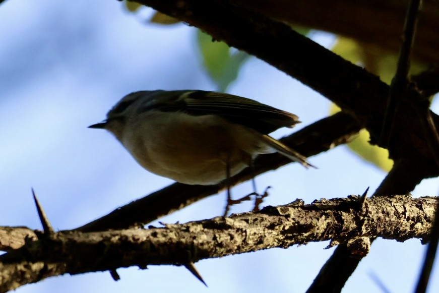 Golden-crowned Kinglet - ML644522565