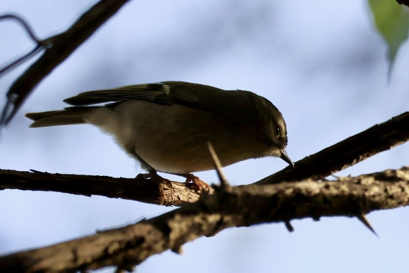 Golden-crowned Kinglet - ML644522566