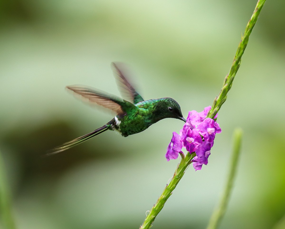 Yeşil Telkuyruk - ML644522567