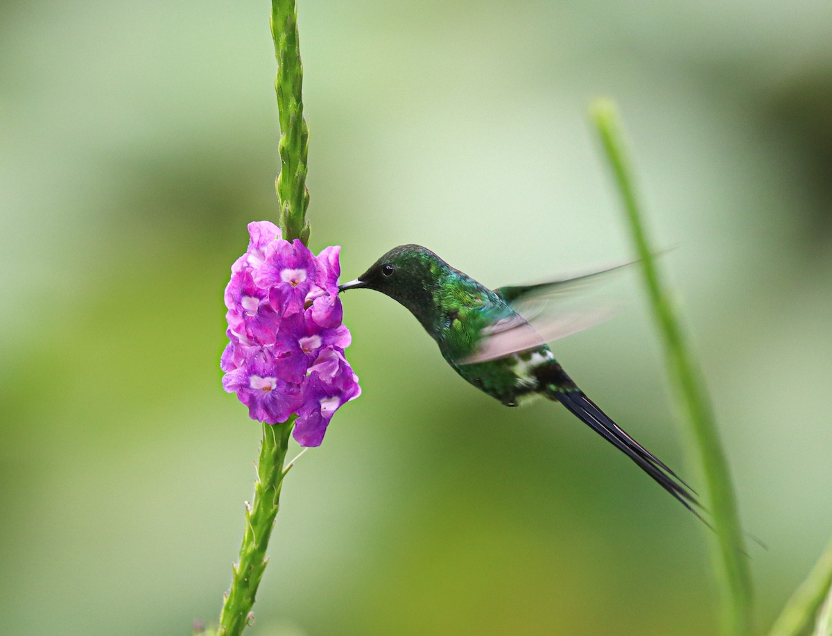 Yeşil Telkuyruk - ML644522568