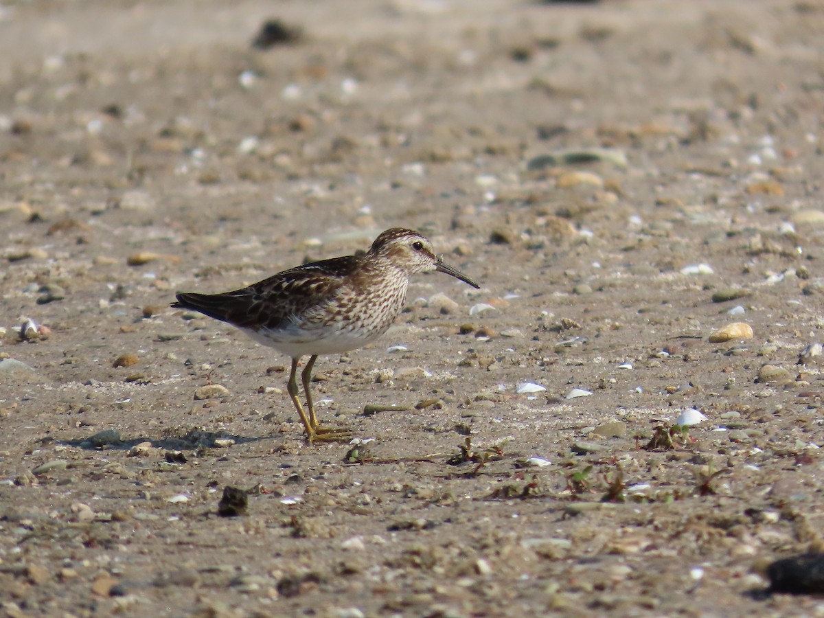 Least Sandpiper - ML644522571