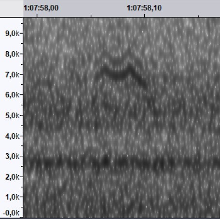 Kestane Gerdanlı Ötleğen - ML644522573