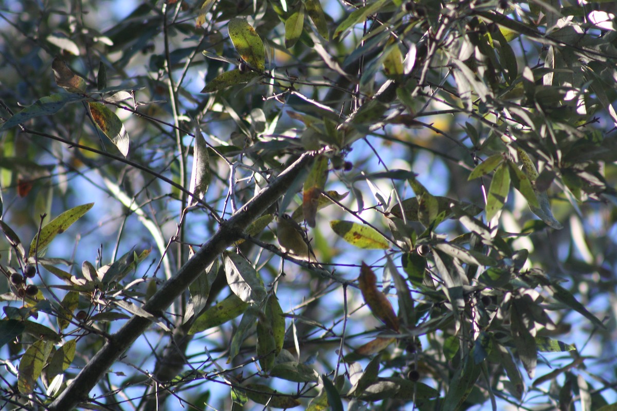 rubinfuglekonge - ML644522574