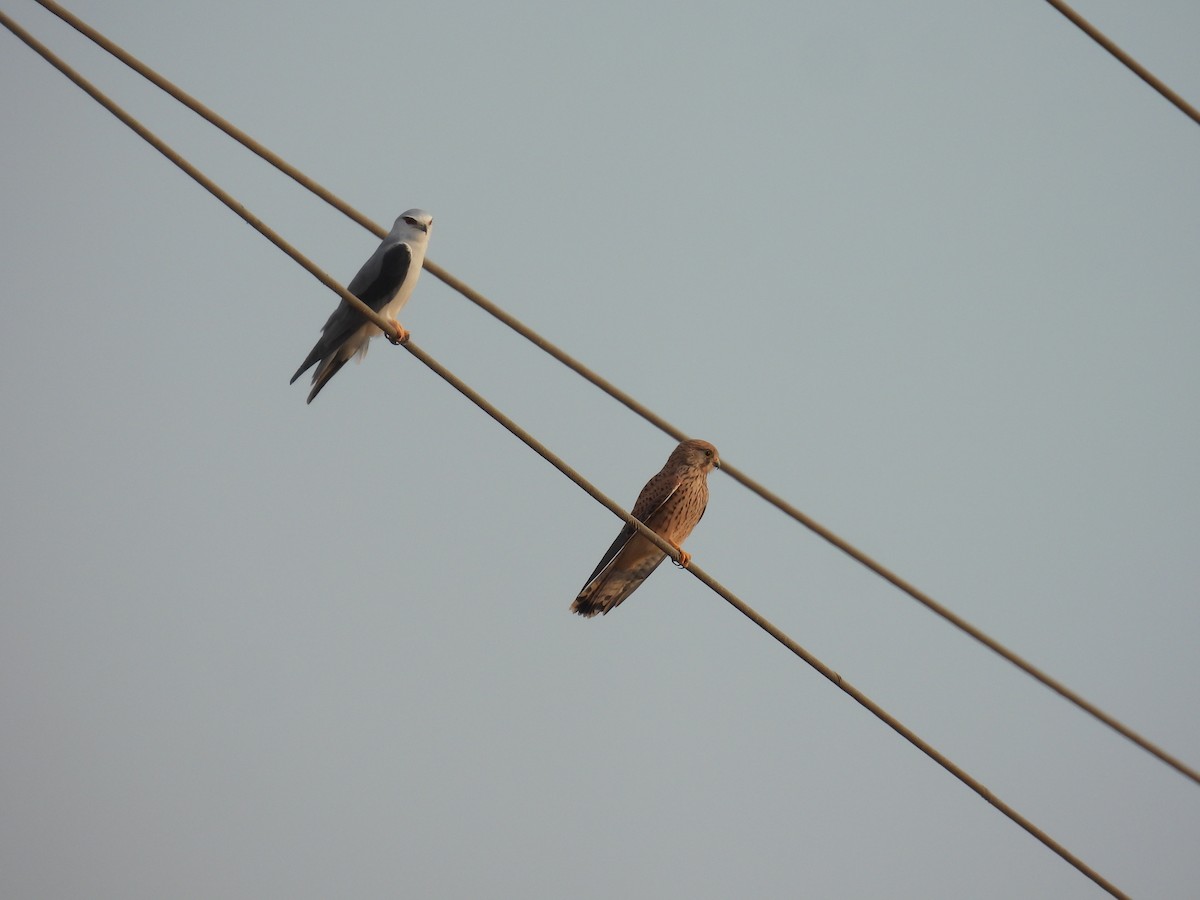 Пустельга - ML644522589