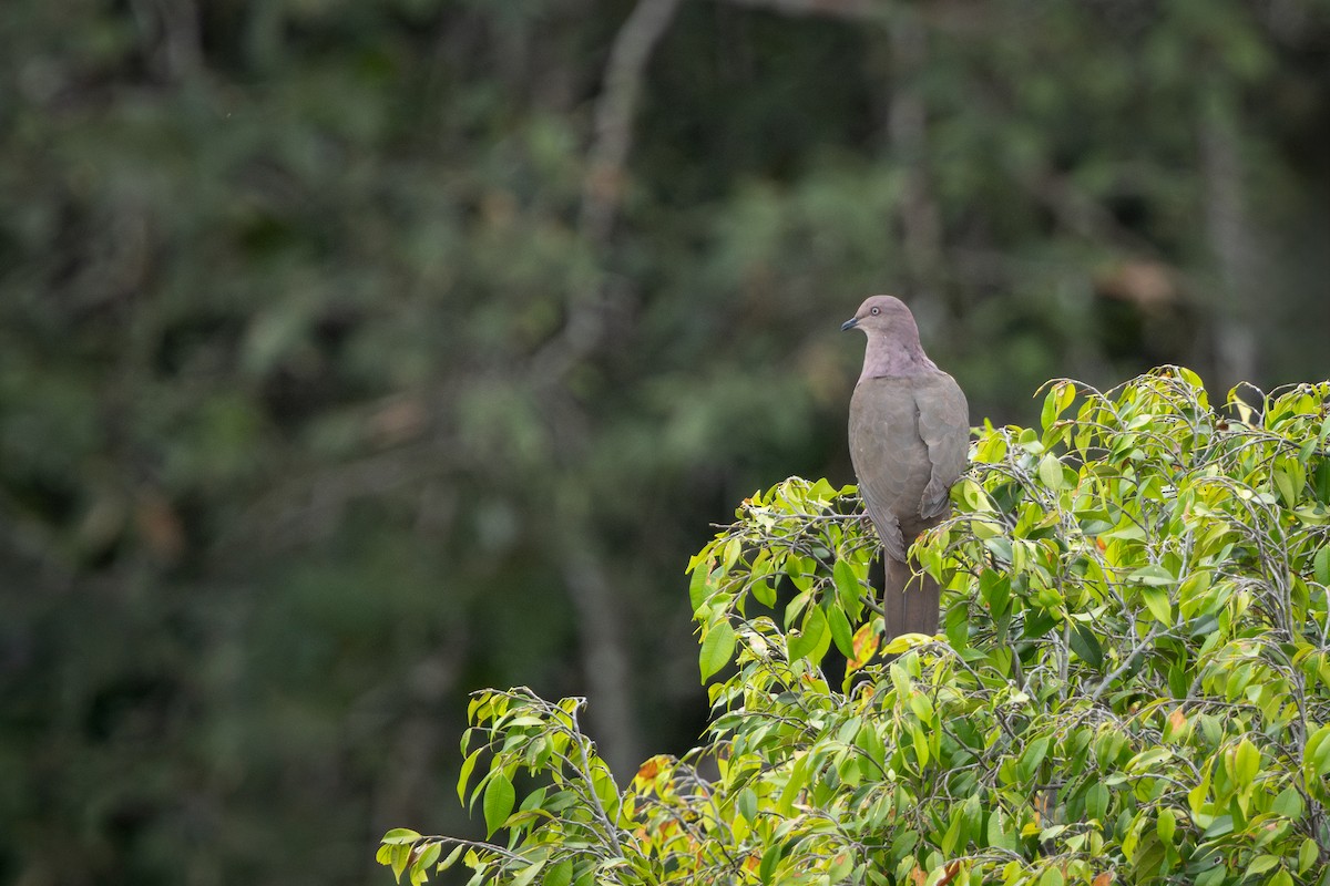 Ruddy Pigeon - ML644522599