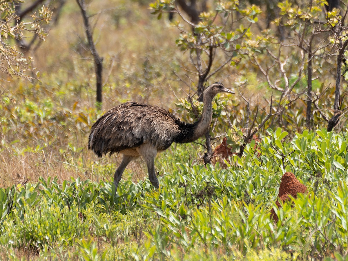 nandu pampový - ML644522603