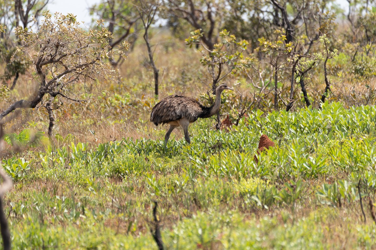 nandu pampový - ML644522604