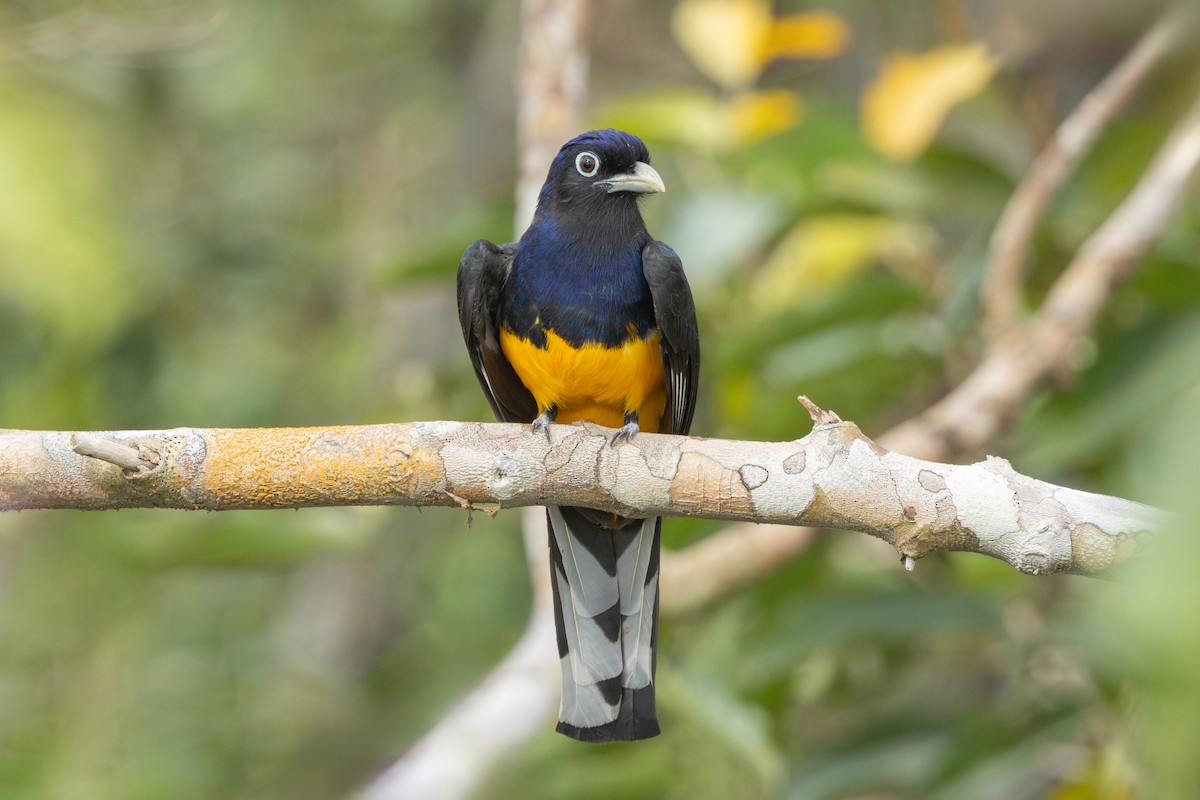 Green-backed Trogon - ML644522606