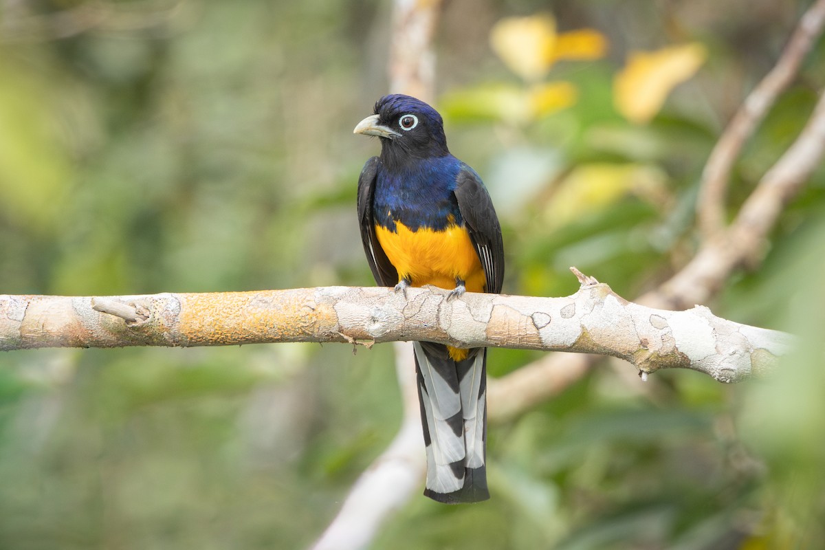Green-backed Trogon - ML644522607