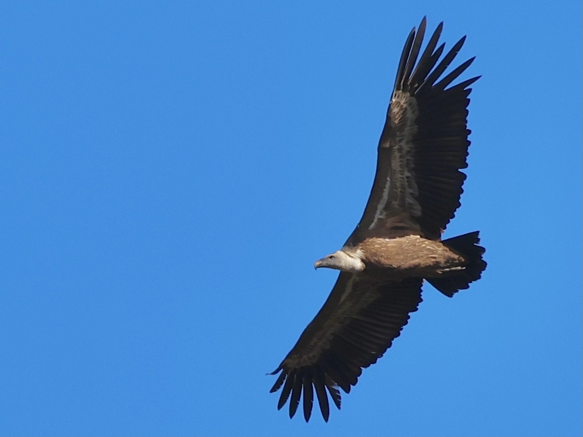 Eurasian Griffon - ML644522608