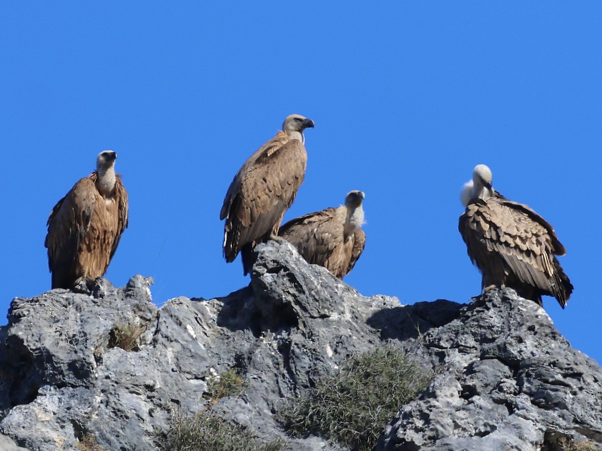 Eurasian Griffon - ML644522609