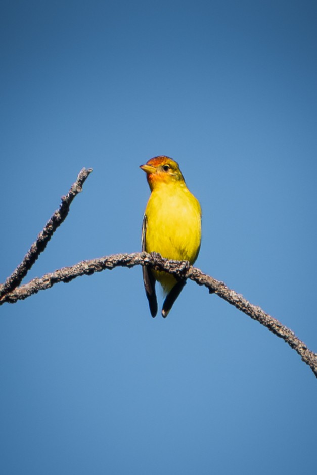 vestpiranga - ML644522611