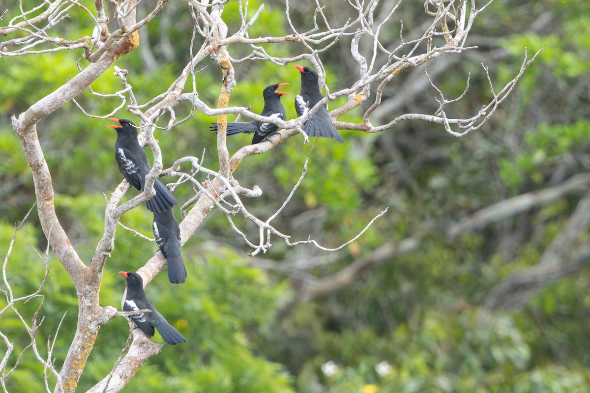 Black Nunbird - ML644522612