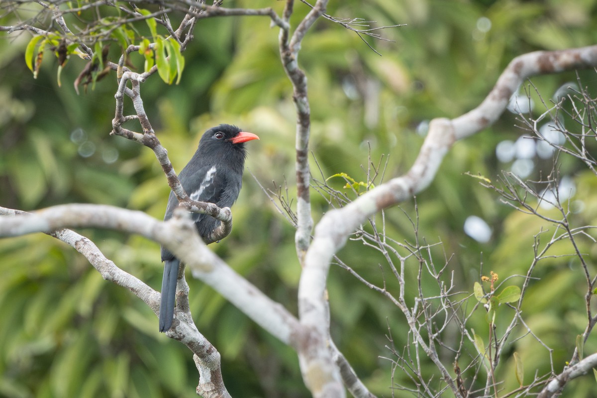 Black Nunbird - ML644522616