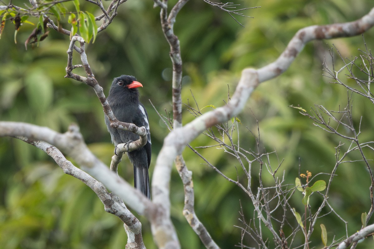 Black Nunbird - ML644522617