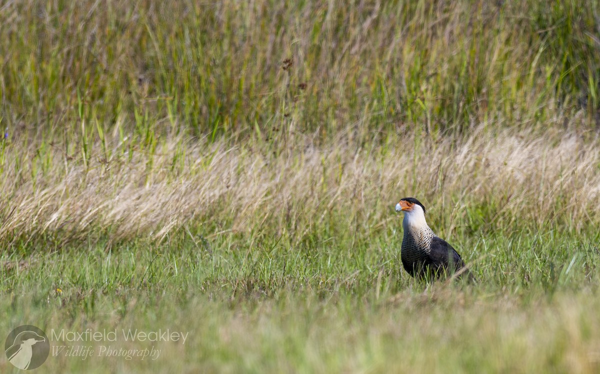 ミナミカラカラ（cheriway ） - ML644522622