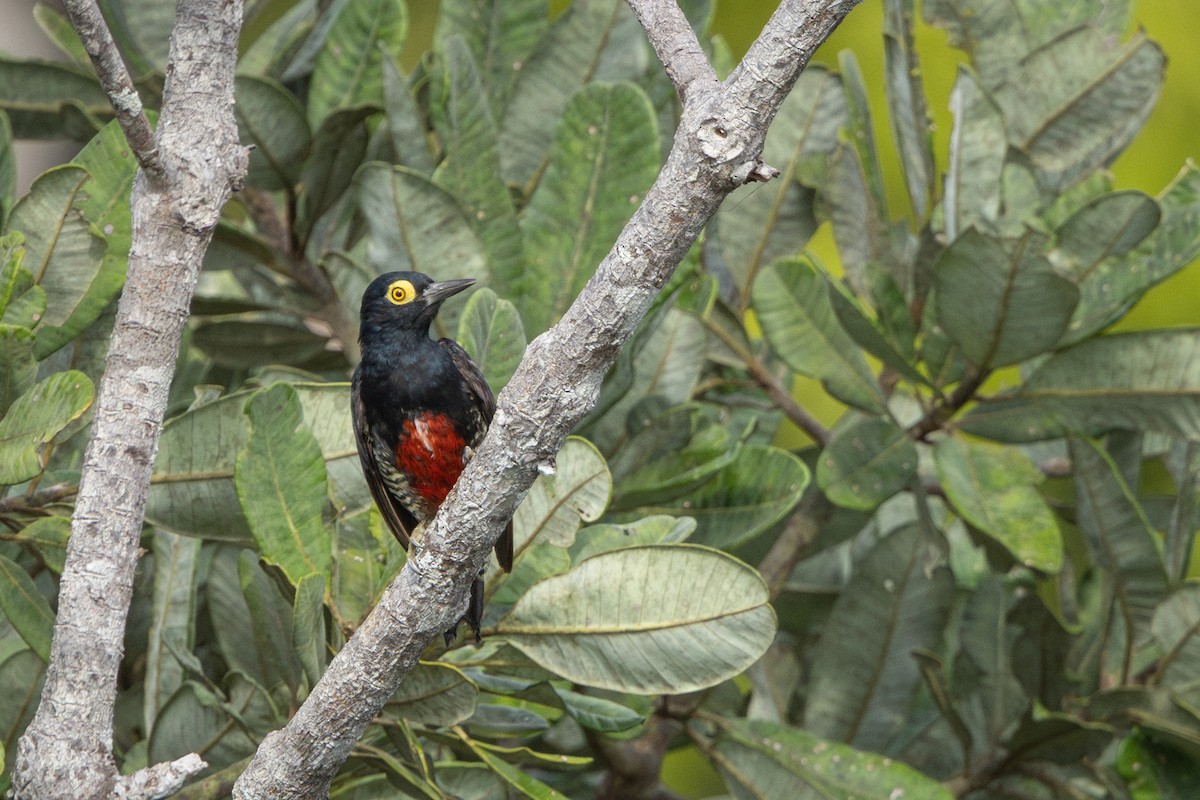 amazonspett - ML644522630