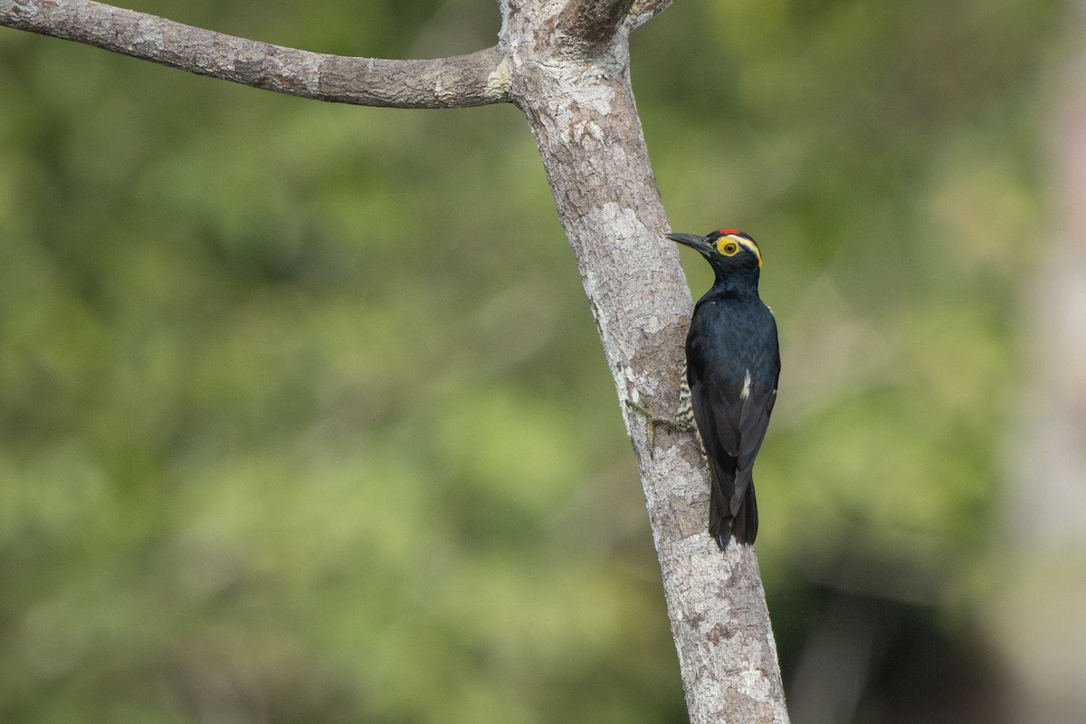 amazonspett - ML644522632