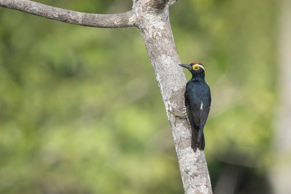 amazonspett - ML644522633