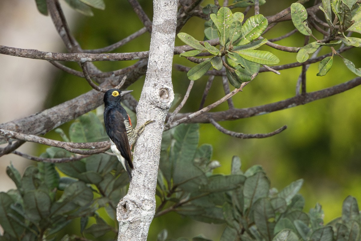 amazonspett - ML644522634