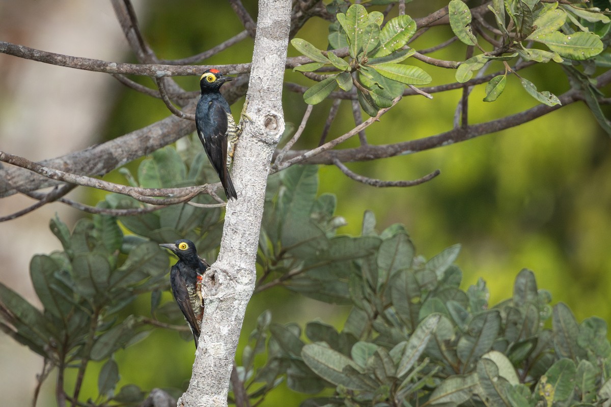 amazonspett - ML644522635