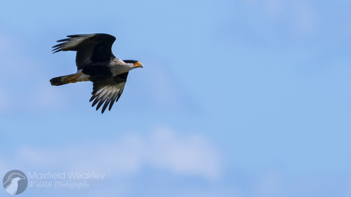 ミナミカラカラ（cheriway ） - ML644522642