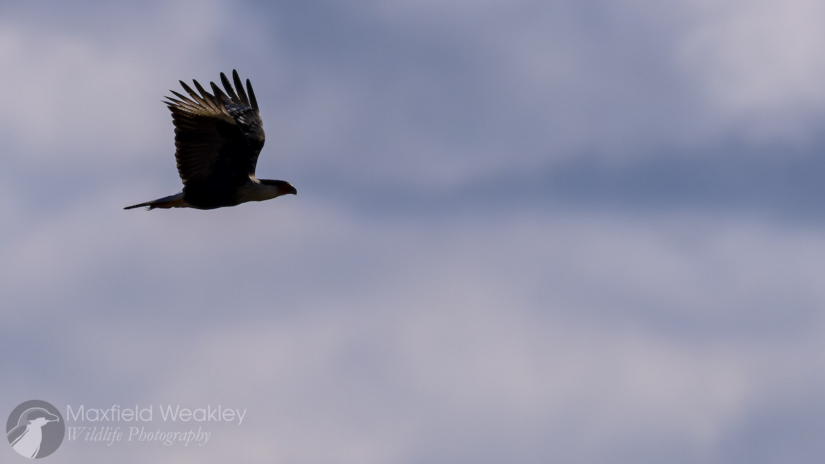 ミナミカラカラ（cheriway ） - ML644522643