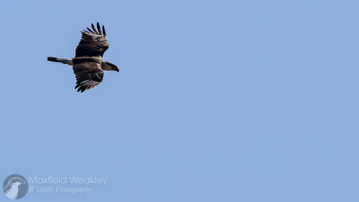 ミナミカラカラ（cheriway ） - ML644522644