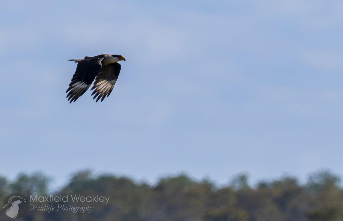 ミナミカラカラ（cheriway ） - ML644522645